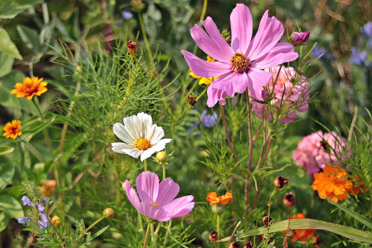 UNE FLEUR DE BACH… MUSTARD – Aude Naturopathe Sophrologue